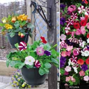 Petunia Ready Planted Hanging Basket - 1 pre-planted basket