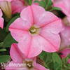 Petunia 