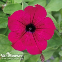 Petunia Surfinia 