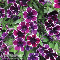 Petunia 