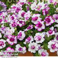 Petunia 