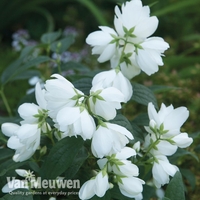 Philadelphus 