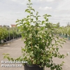 Philadelphus 