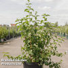 Philadelphus 