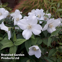 Philadelphus 