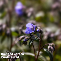 Polemonium 