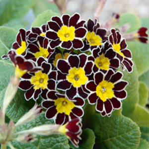 Polyanthus 
