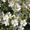 Potentilla fruticosa 