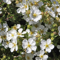Potentilla fruticosa 