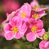 Potentilla fruticosa 
