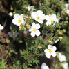 Potentilla fruticosa 