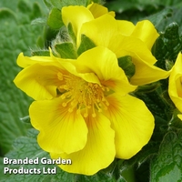 Potentilla megalantha 