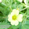 Potentilla recta 