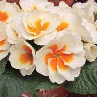 Primrose Cream Egg - 48 plug plants