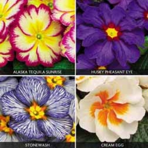 Primrose Enchanting Collection - 48 plug plants