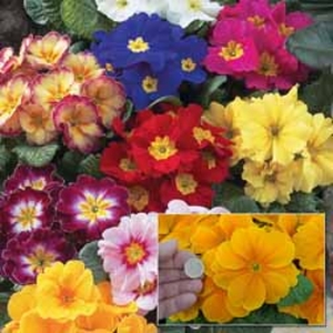 Primrose Giant Fruelo - 12 plug plants