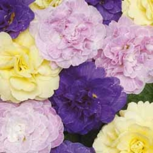 Primrose Glorious Double Mixed - 5 mixed plug plants