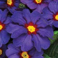 Primrose Husky Pheasant Eye - 24 plug plants