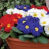 Primrose Patriotic Mix - 12 plug plants
