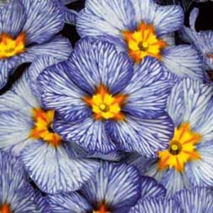 Primrose Stonewash - 48 plug plants