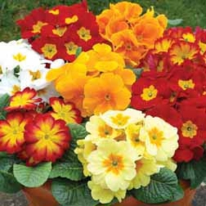 Primrose Volcano Mix - 72 plug plants