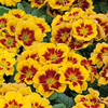 Primrose 