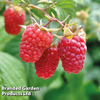 Raspberry 