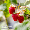 Raspberry 