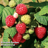 Raspberry 
