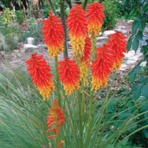 Red Hot Poker 