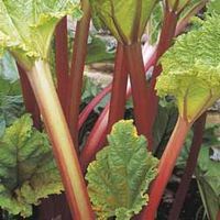 Rhubarb 