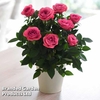 RosAroma? Scented Rose 