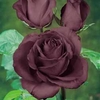 Rose Black Baccara - 2 Bareroot plants