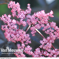 Sambucus nigra f. porphyrophylla 