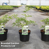Sambucus nigra 