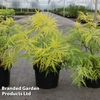 Sambucus racemosa 