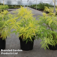 Sambucus racemosa 