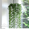 Senecio 