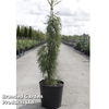 Sequoiadendron giganteum 