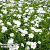 Silene alpestris 