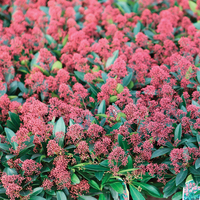 Skimmia japonica 