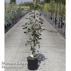 Sorbus intermedia 