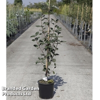 Sorbus intermedia 