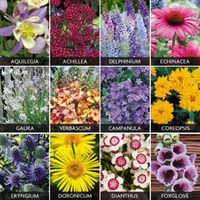 Spectacular Perennials Collection - 144 perennial plug plants - 12 of each variety