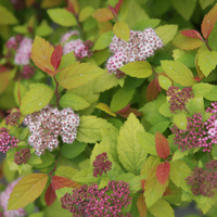 Spiraea japonica 
