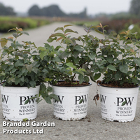 Spiraea japonica 