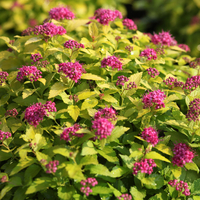 Spiraea japonica 