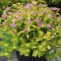 Spiraea japonica 