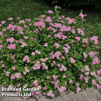 Spiraea japonica 