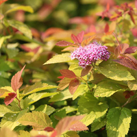 Spiraea japonica 